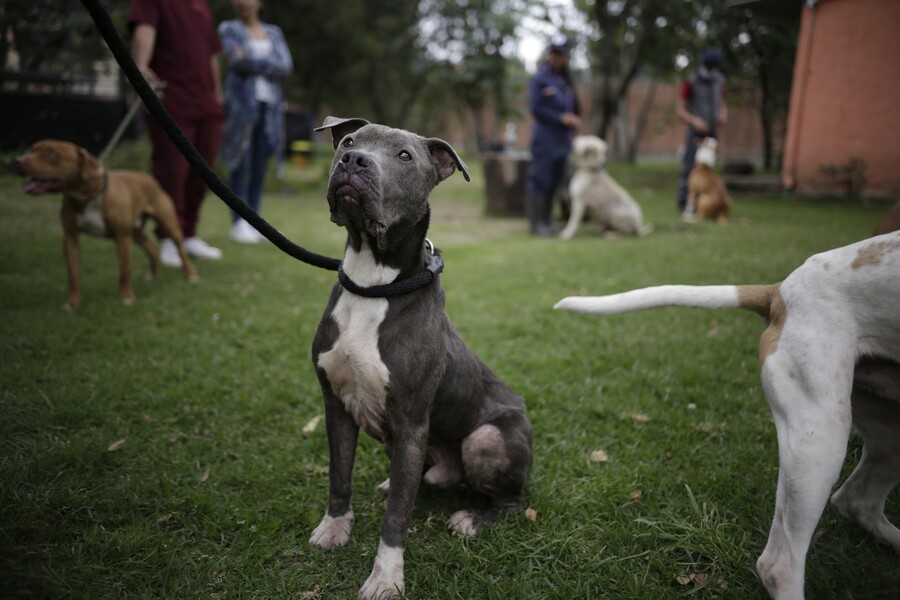 FUNDACIÓN da esperanza a PERRITOS y les celebra NAVIDAD como Reyes
