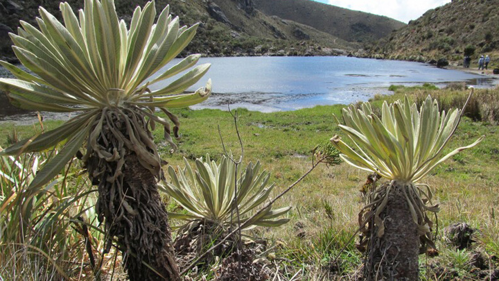 La travesía en el Páramo de Santurbán en la que un turista falleció