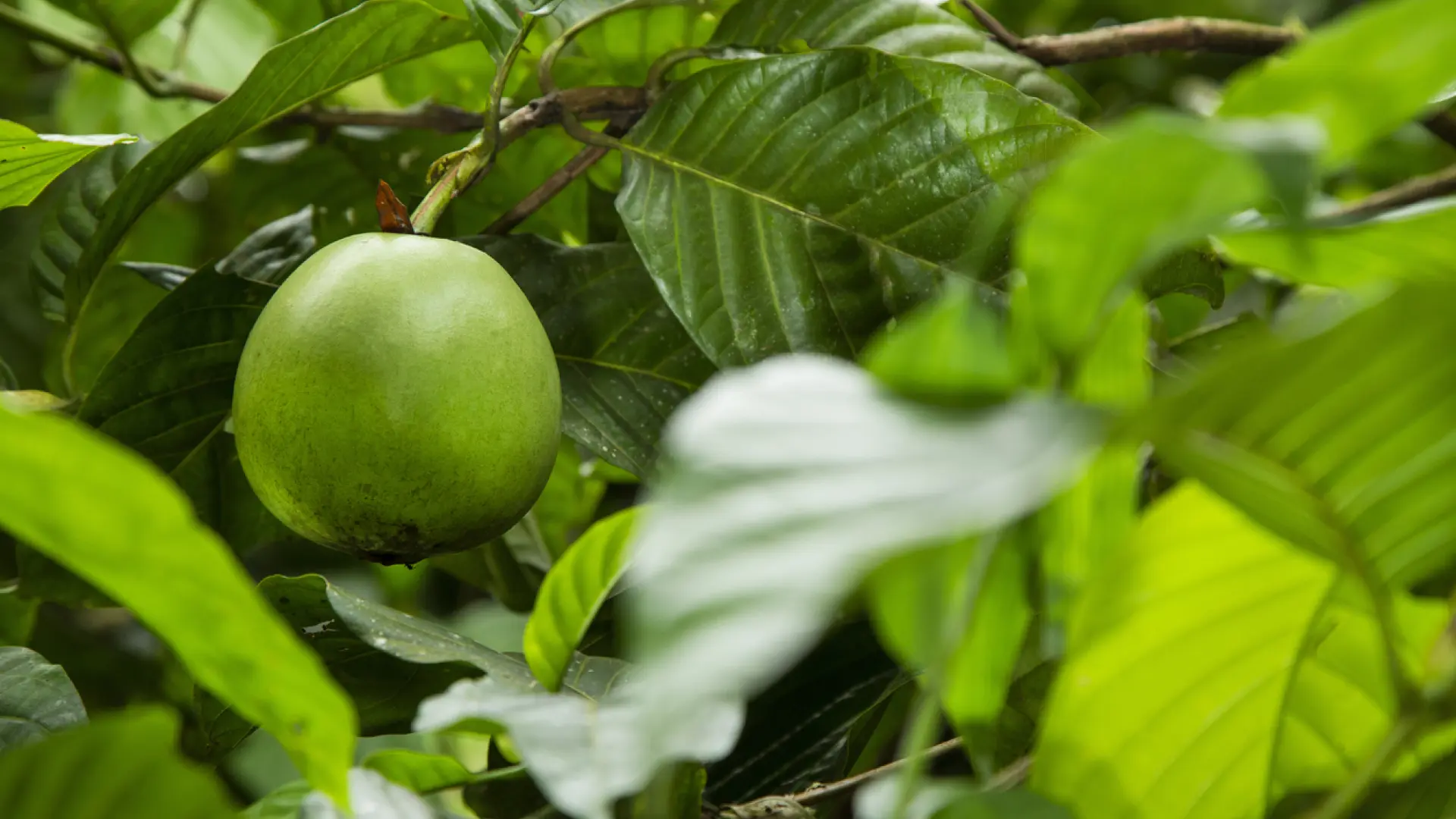 La 'superfruta' poco conocida en España que mejora el funcionamiento de los riñones y reduce la hipertensión