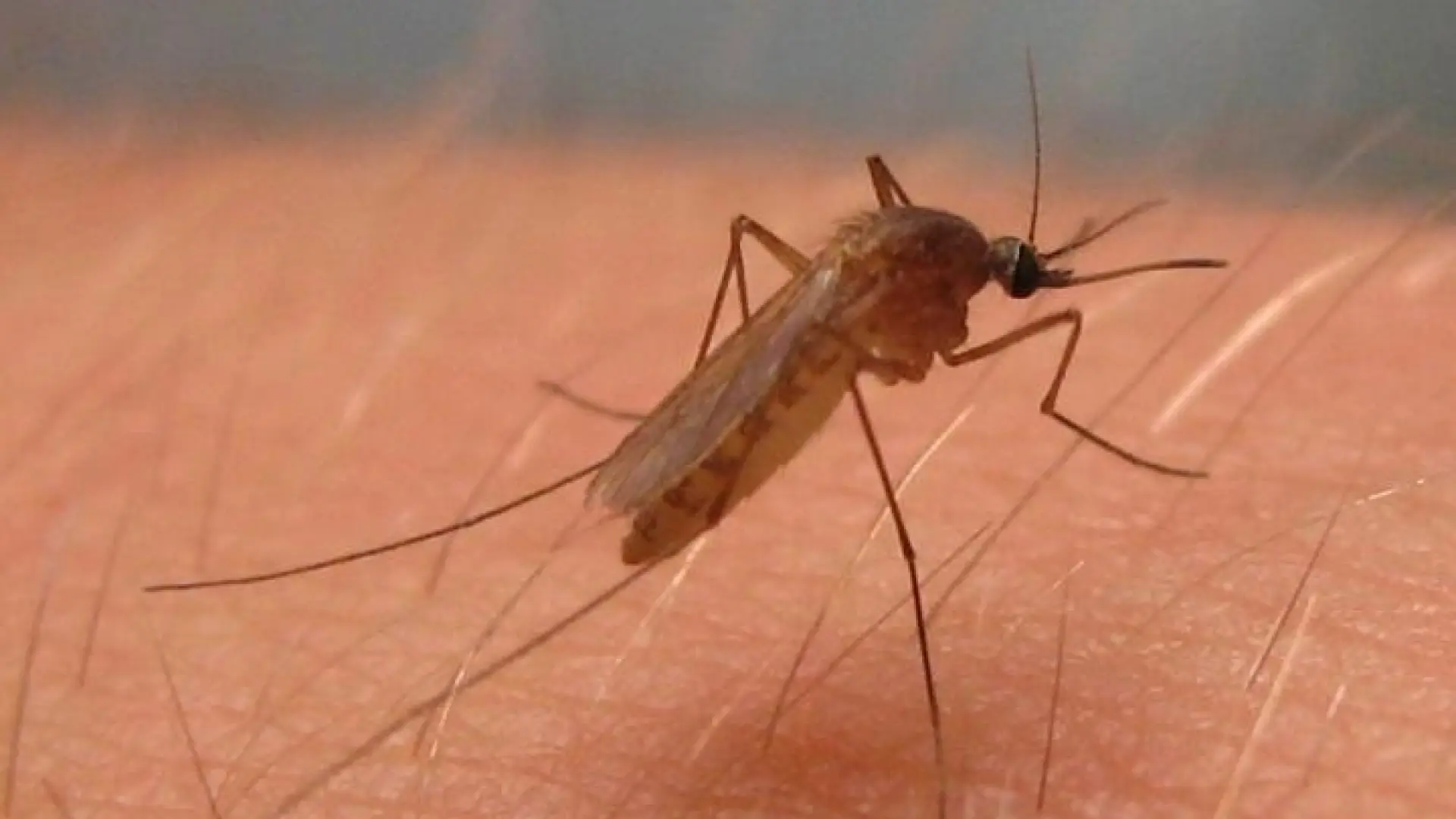 síntomas y cómo se contagia esta enfermedad letal que se está expandiendo por España