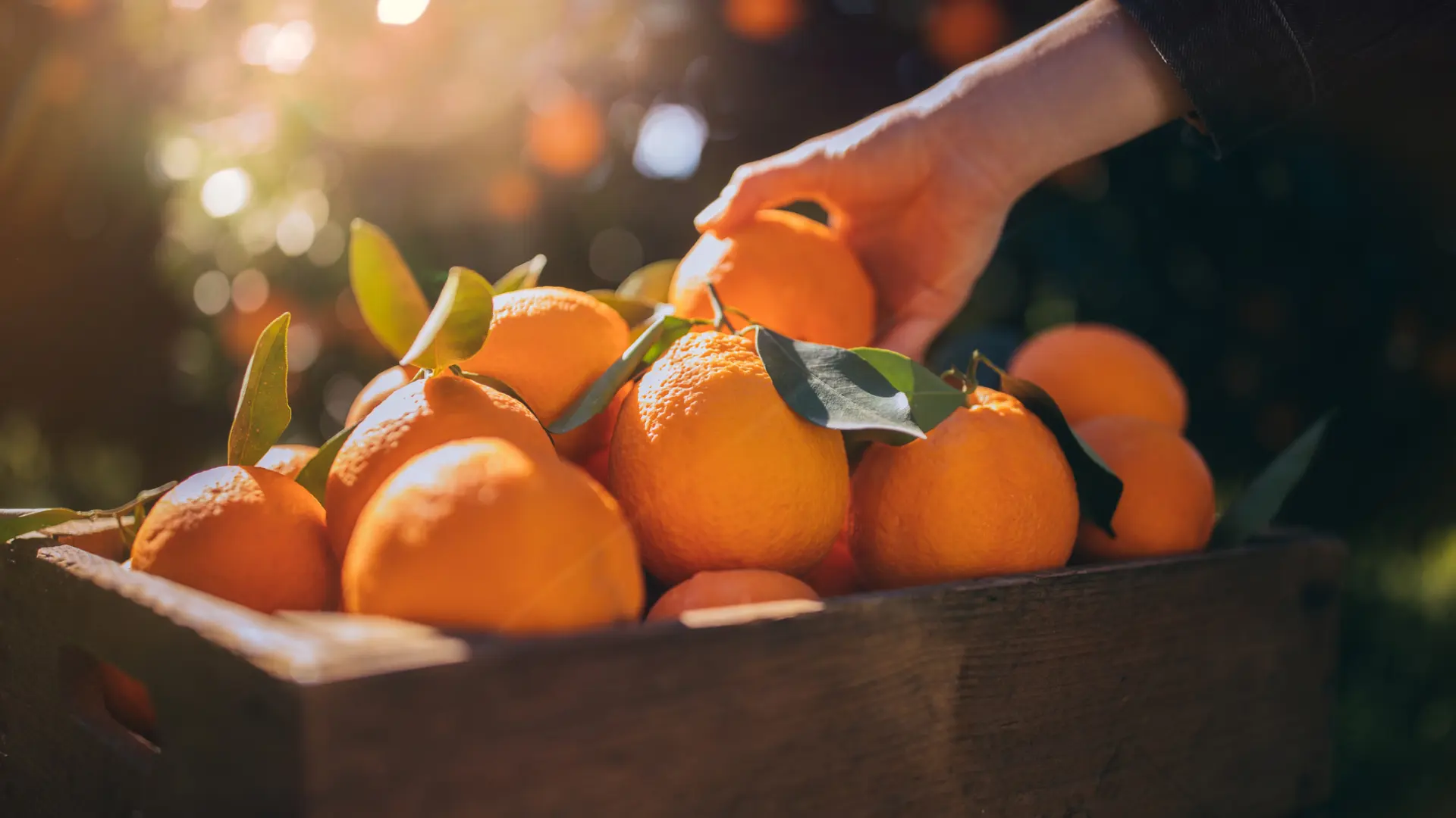 El efecto en los riñones de comer naranjas todos los días