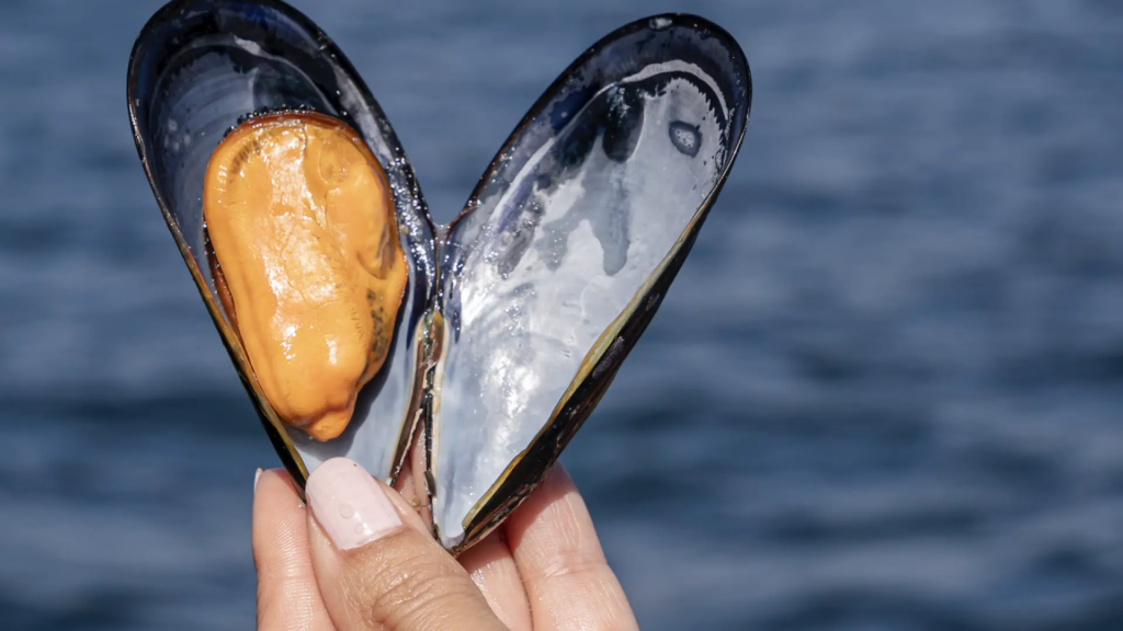 Este es el mineral que contienen los mejillones y que protege del temido mercurio de los pescados grandes