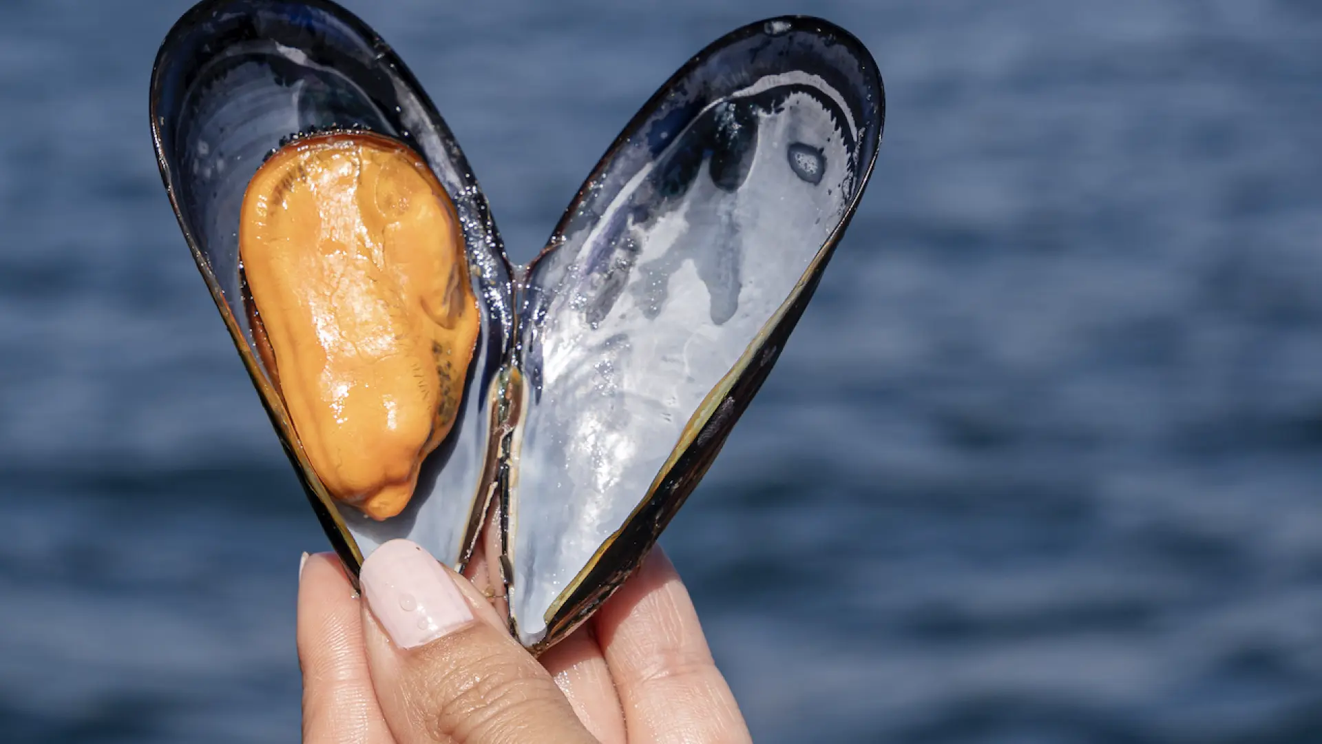 Este es el mineral que contienen los mejillones y que protege del temido mercurio de los pescados grandes