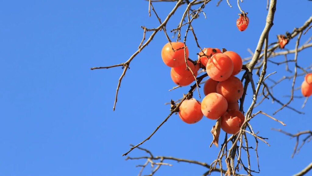 la fruta de temporada que reduce el colesterol y combate el estreñimiento