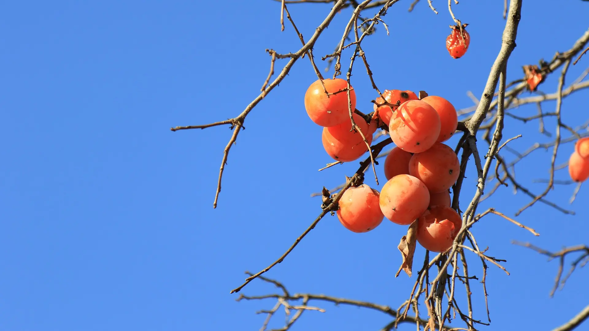 la fruta de temporada que reduce el colesterol y combate el estreñimiento