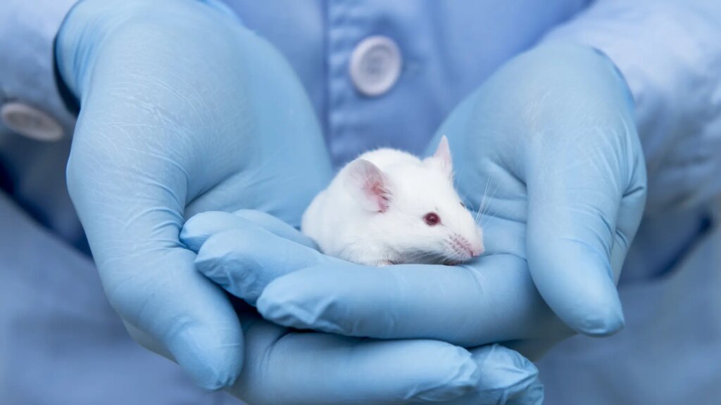 Un fármaco para dormir muy utilizado en España podría impedir que el cerebro elimine desechos, según un estudio
