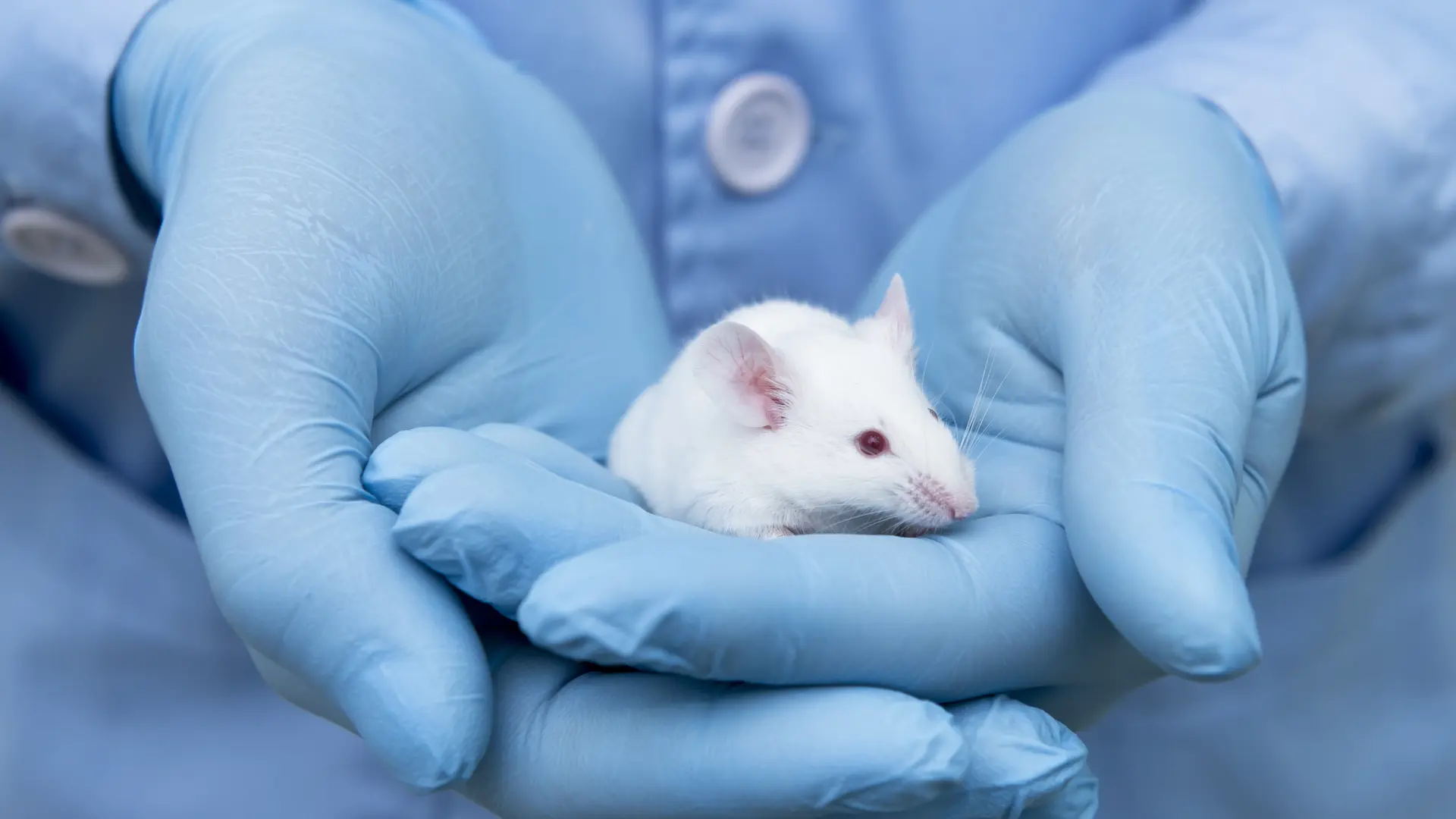 Un fármaco para dormir muy utilizado en España podría impedir que el cerebro elimine desechos, según un estudio