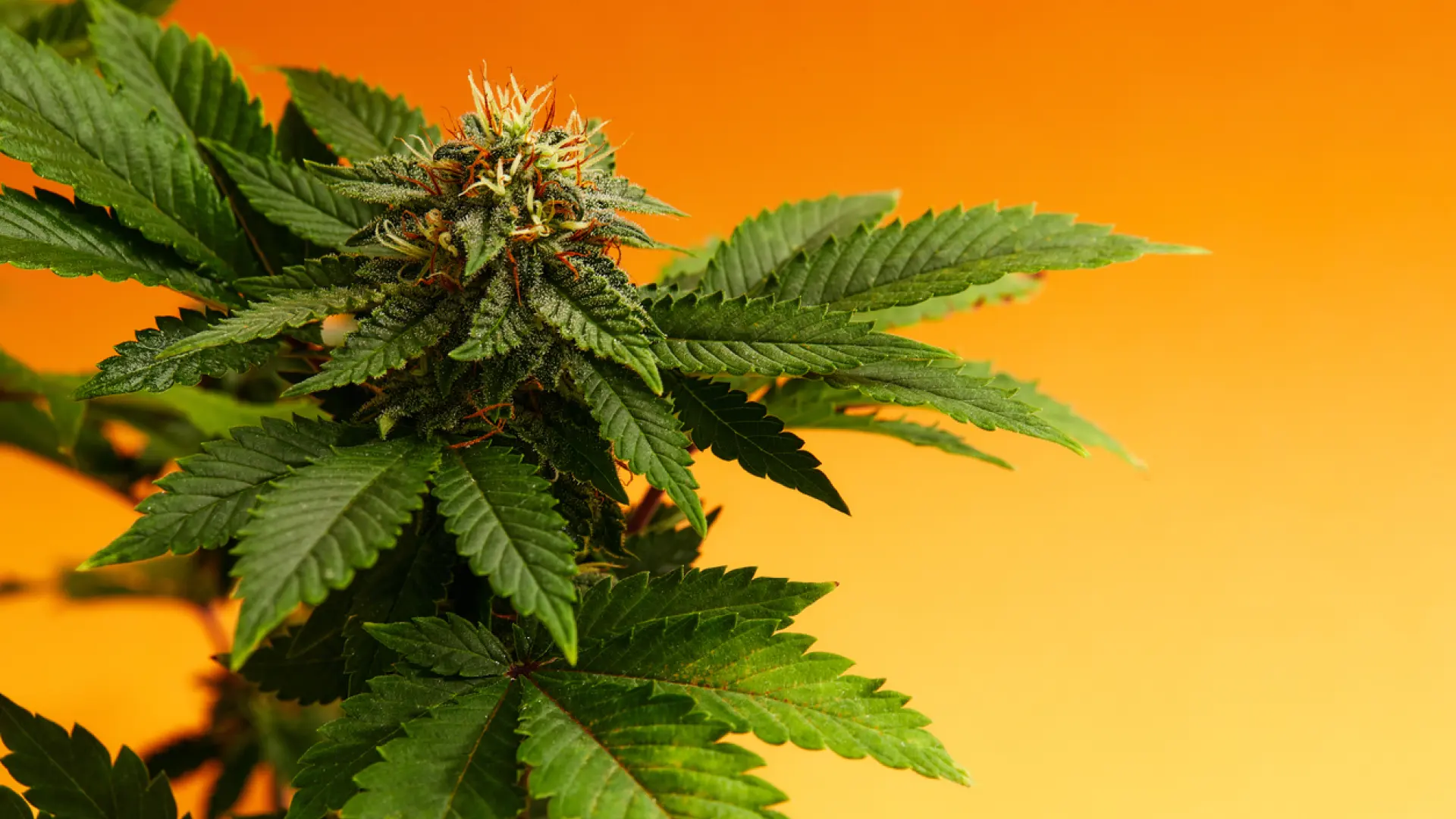 El mayor estudio hasta la fecha ilustra el modo en el que el cannabis afecta a la memoria