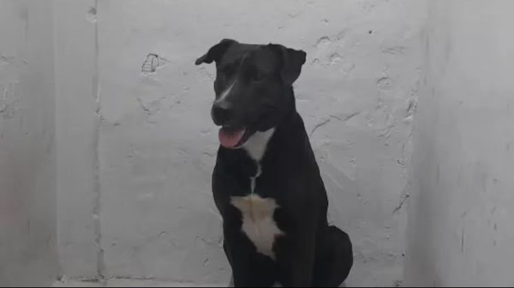 detienen a una mujer en Argentina por abusar sexualmente de un perro en plena calle