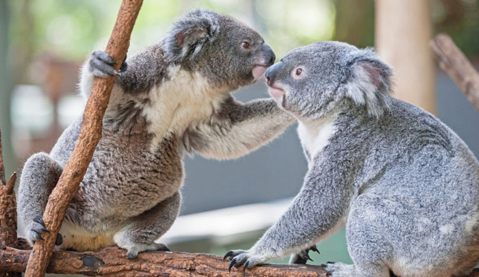 Matanza aérea de koalas desata indignación en Australia