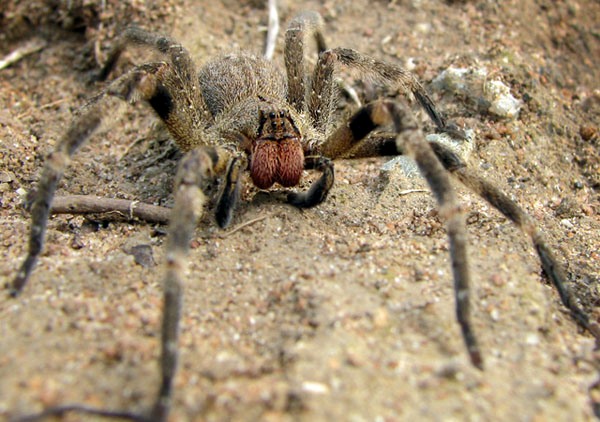 Picada de araña brasileña genera erecciones involutarias