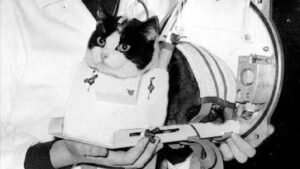 la increíble historia de la primera gata que viajó al espacio y fue olvidada por la historia