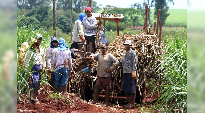 FESOCA proyecta histórico crecimiento de la producción de caña