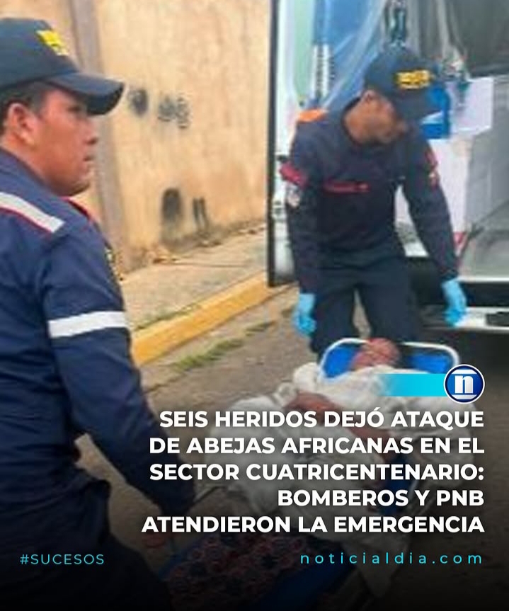 Ataque de abejas africanas en Maracaibo deja seis heridos